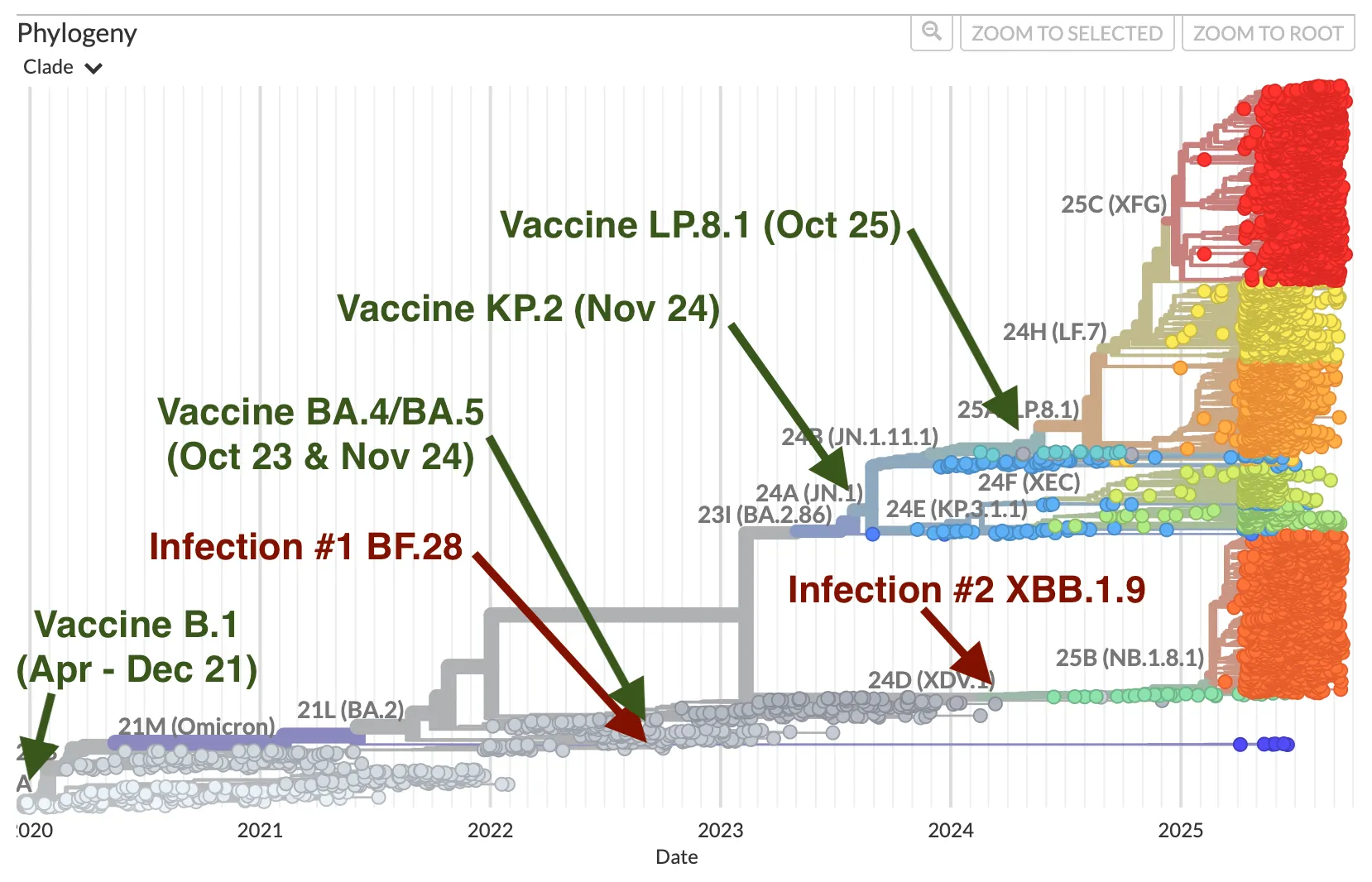 A phylogenetic tree of SARS-CoV-2, showing the evolution of the virus from 2020 to 2025 on the x-axis. The tree has many branches and nodes, with different colored clades (groups) of variants. Green arrows and text denote vaccination events with the variant and date: 'Vaccine B.1 (Apr - Dec 21)', 'Vaccine BA.4/BA.5 (Oct 23 & Nov 24)', 'Vaccine KP.2 (Nov 24)', and 'Vaccine LP.8.1 (Oct 25)'. Red arrows and text indicate infections: 'Infection #1 BF.28' and 'Infection #2 XBB.1.9'.
