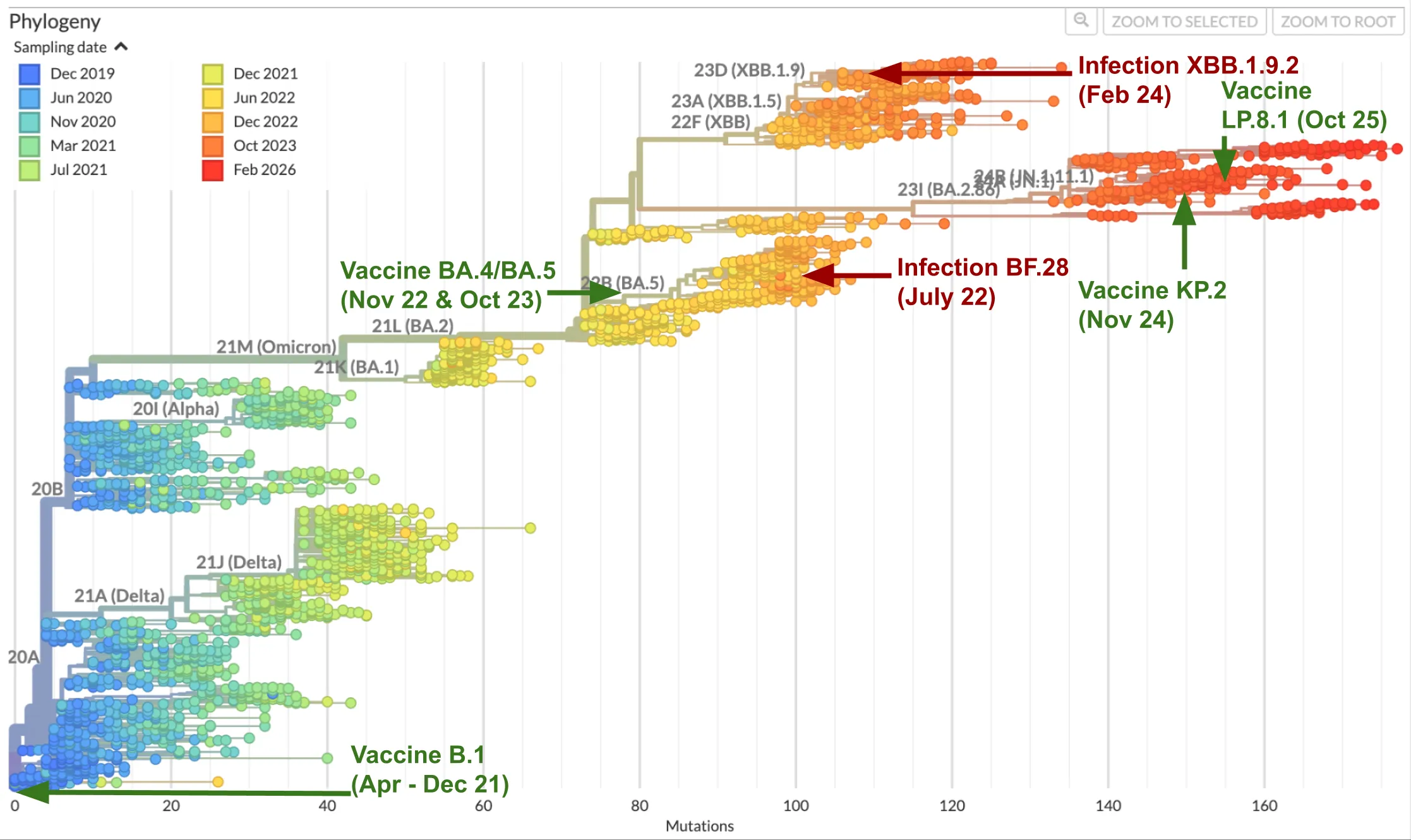 A phylogenetic tree of SARS-CoV-2, showing the evolution of the virus from 2020 to 2025 on the x-axis. The tree has many branches and nodes, with different colored clades (groups) of variants. Green arrows and text denote vaccination events with the variant and date: 'Vaccine B.1 (Apr - Dec 21)', 'Vaccine BA.4/BA.5 (Nov 22 & Oct 23)', 'Vaccine KP.2 (Nov 24)', and 'Vaccine LP.8.1 (Oct 25)'. Red arrows and text indicate infections: 'Infection #1 BF.28' and 'Infection #2 XBB.1.9'.